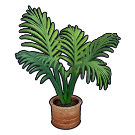 Ficus